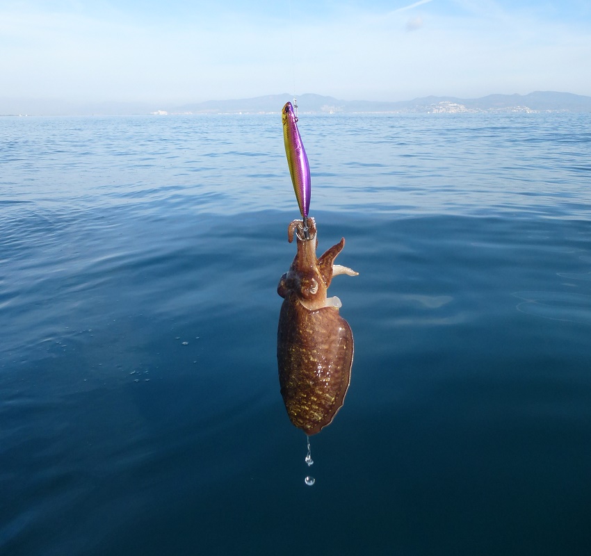 Movimientos de la caña para pescar calamares  Pesca calamar, Trucos de  pesca, Consejos de pesca